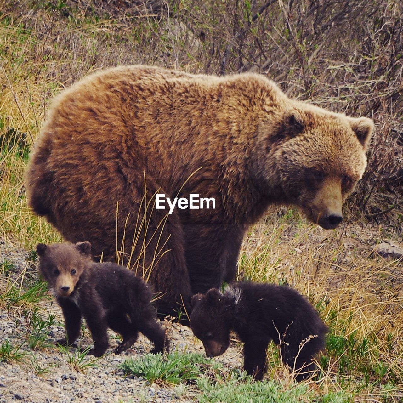 Bear family