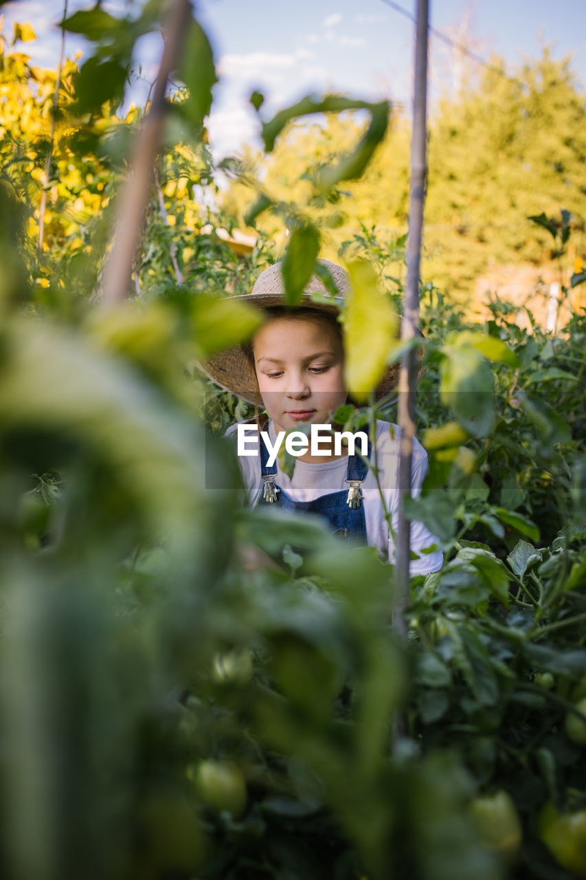 Cute kid in straw hat standing in lush garden and collecting ripe vegetables in basket in summer