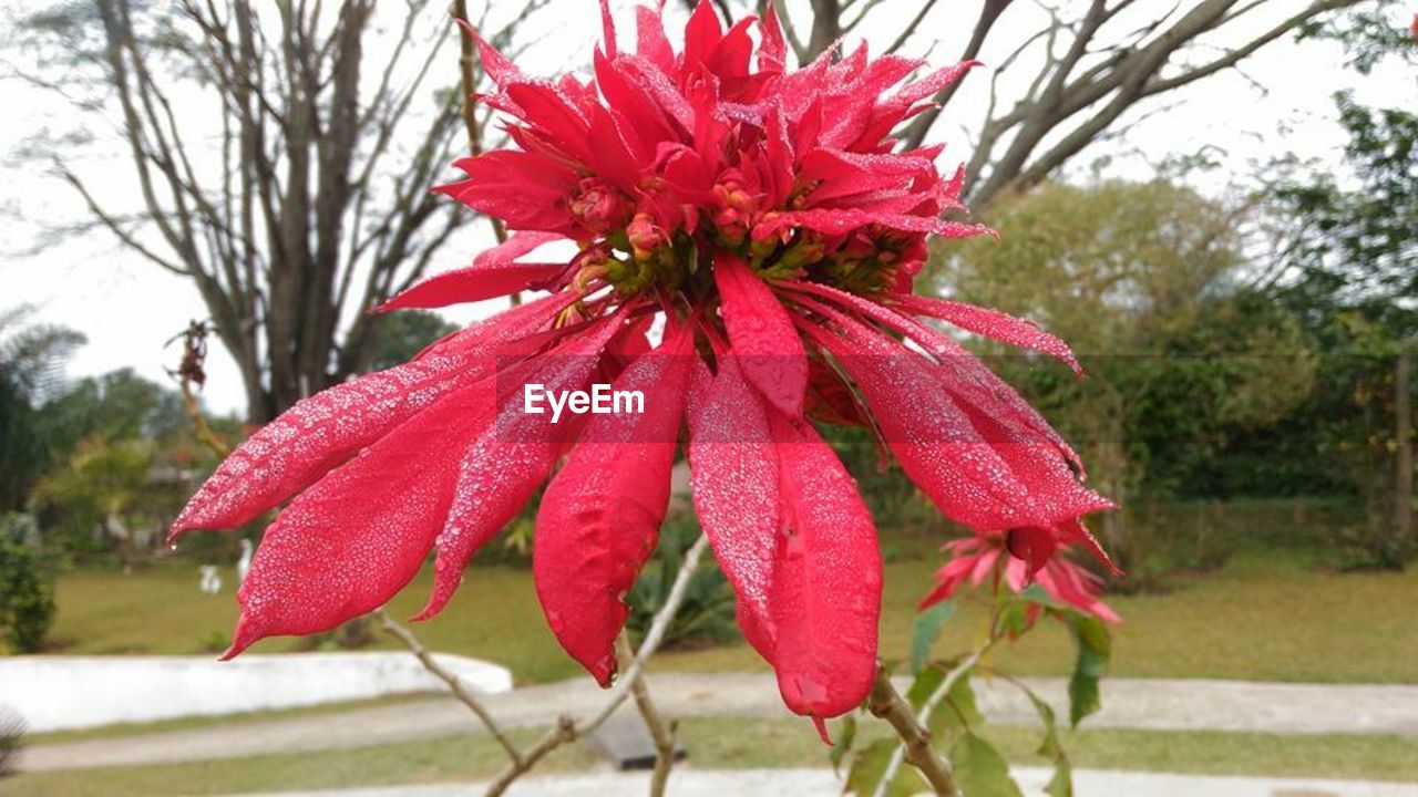 CLOSE-UP OF RED FLOWER AGAINST TREES