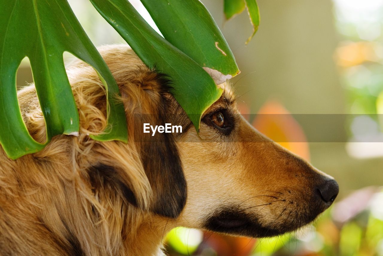 Close-up of a dog looking away