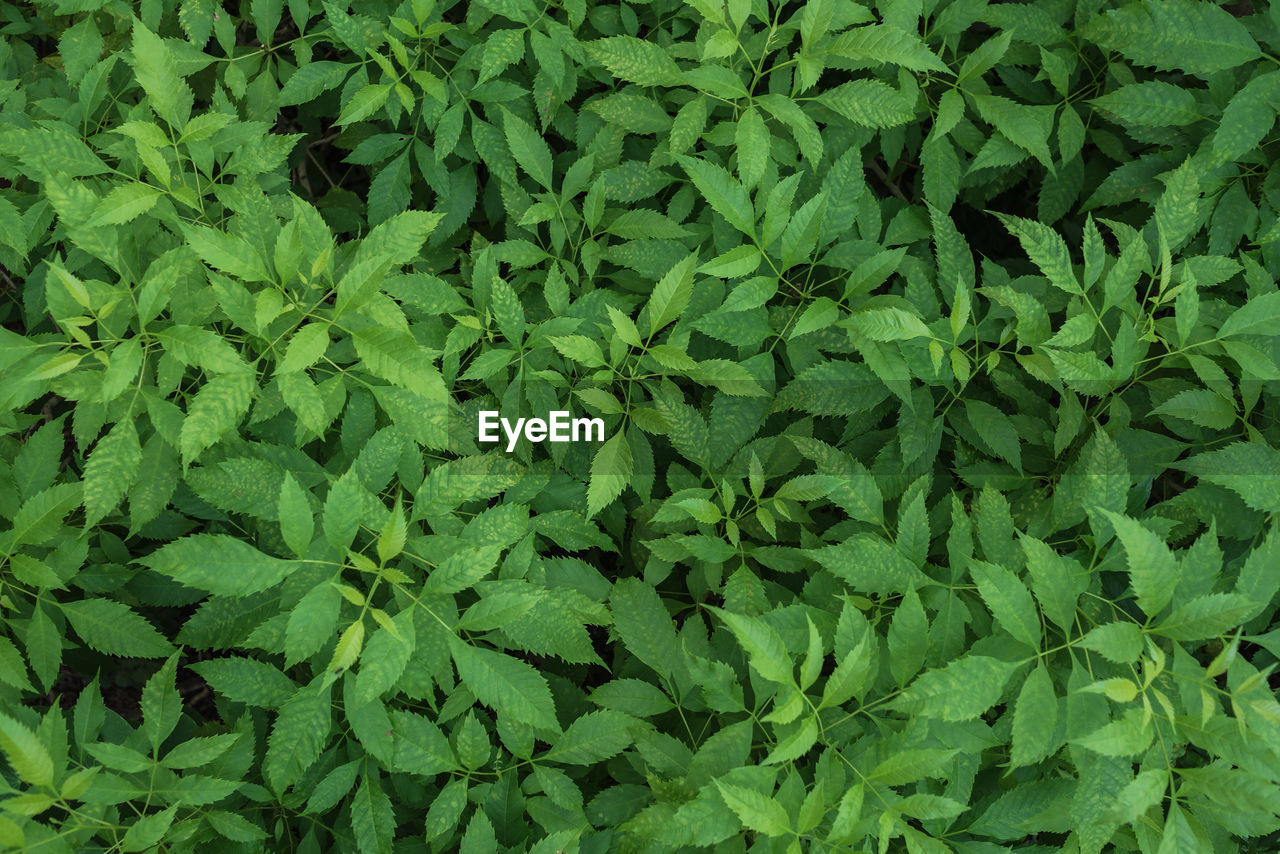 HIGH ANGLE VIEW OF FRESH GREEN LEAVES ON FIELD