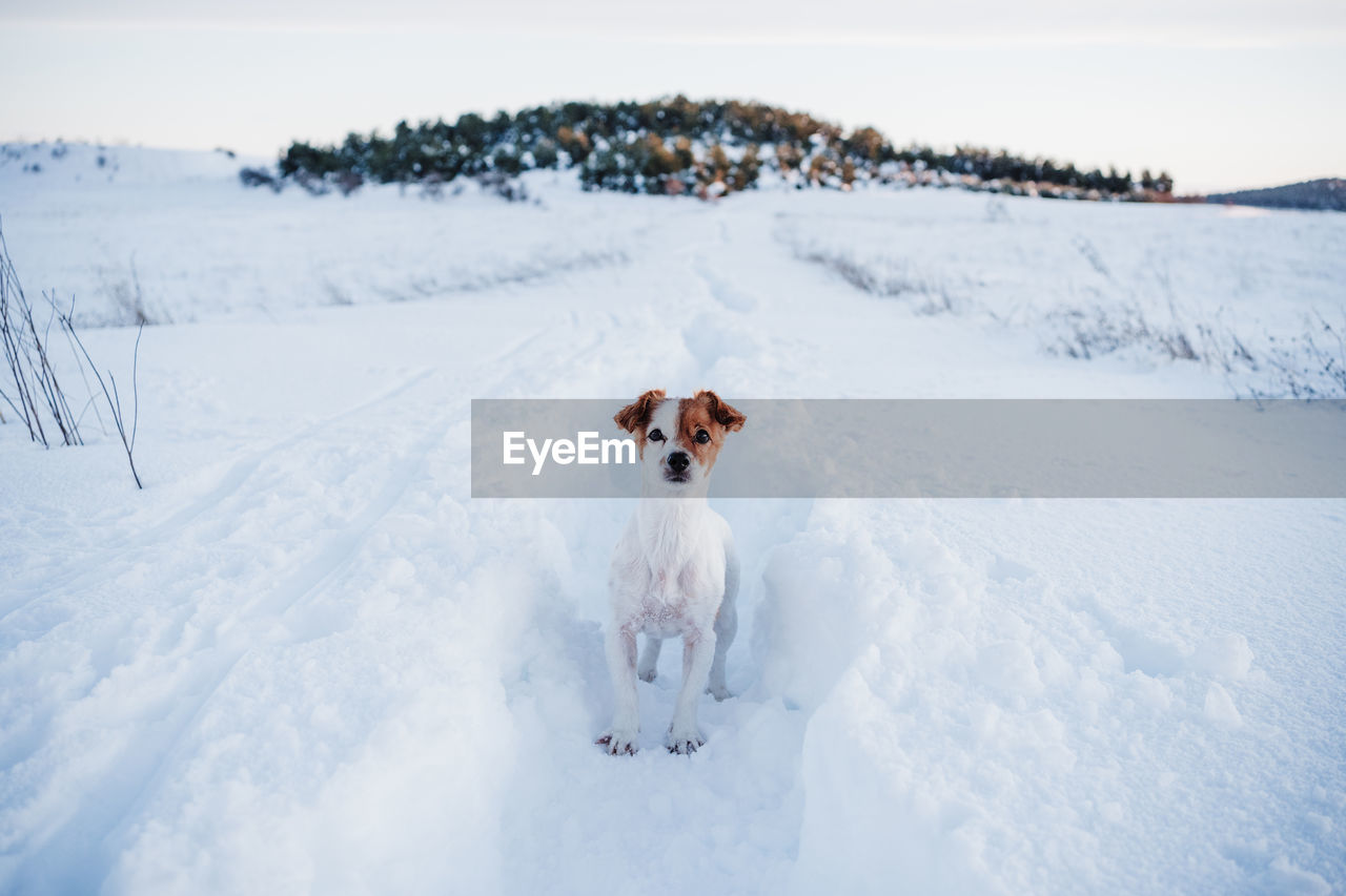 Cute jack russell dog in snowy mountain at sunset. pets in nature, winter season