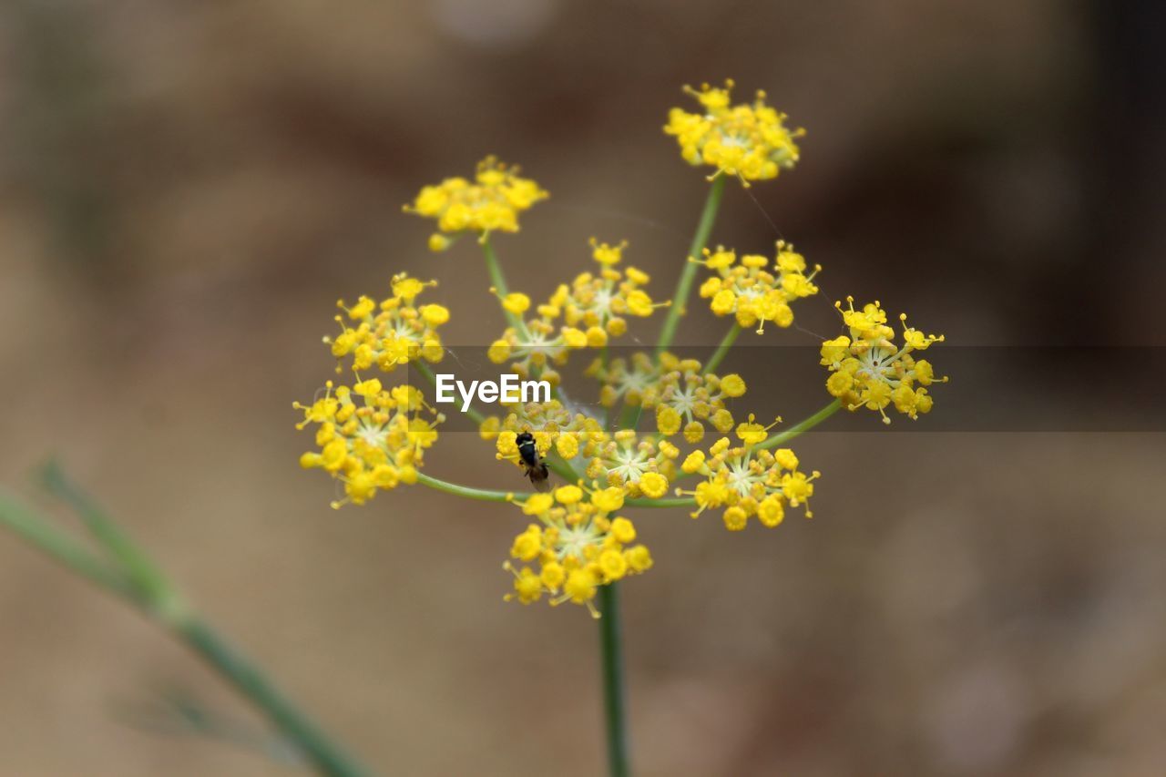 CLOSE-UP OF INSECT ON YELLOW FLOWERING PLANTS