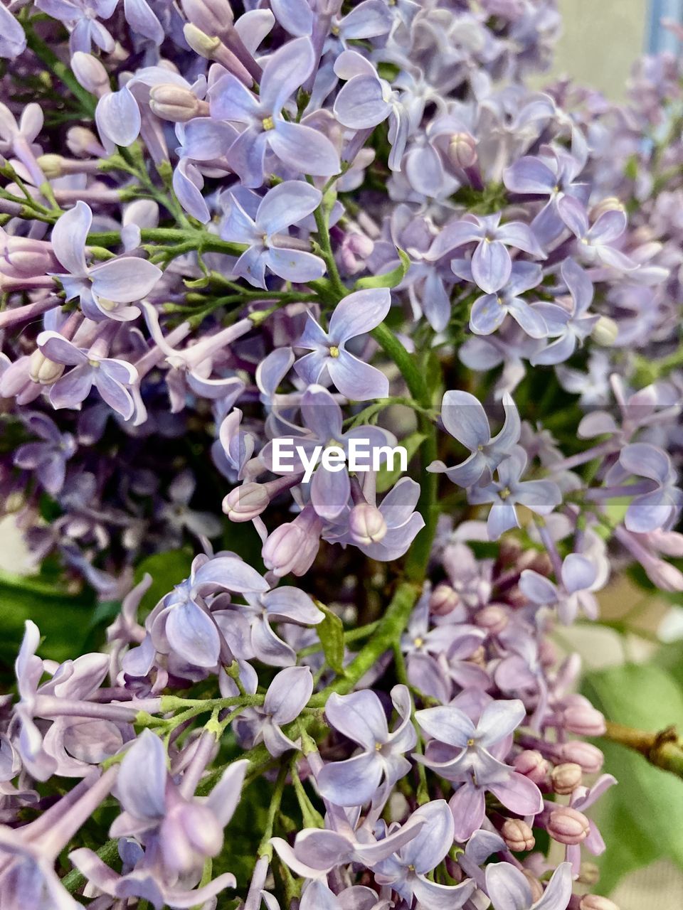 plant, flower, flowering plant, lilac, beauty in nature, freshness, fragility, growth, purple, close-up, nature, petal, blossom, no people, springtime, day, inflorescence, flower head, focus on foreground, herb, botany, outdoors, wildflower, lavender, selective focus, plant part