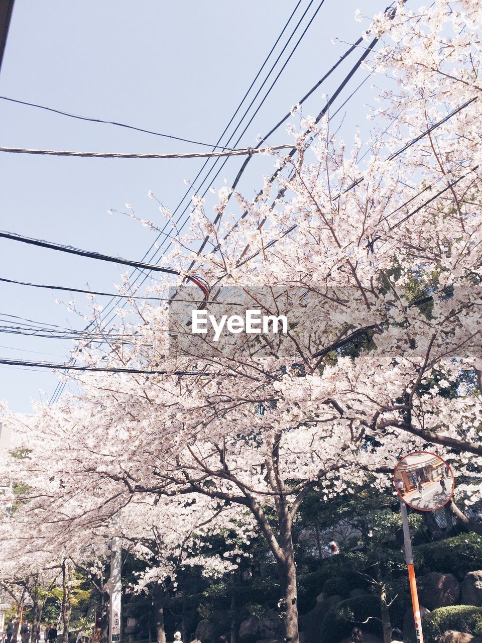 Low angle view of cherry blossoms blooming against sky on street