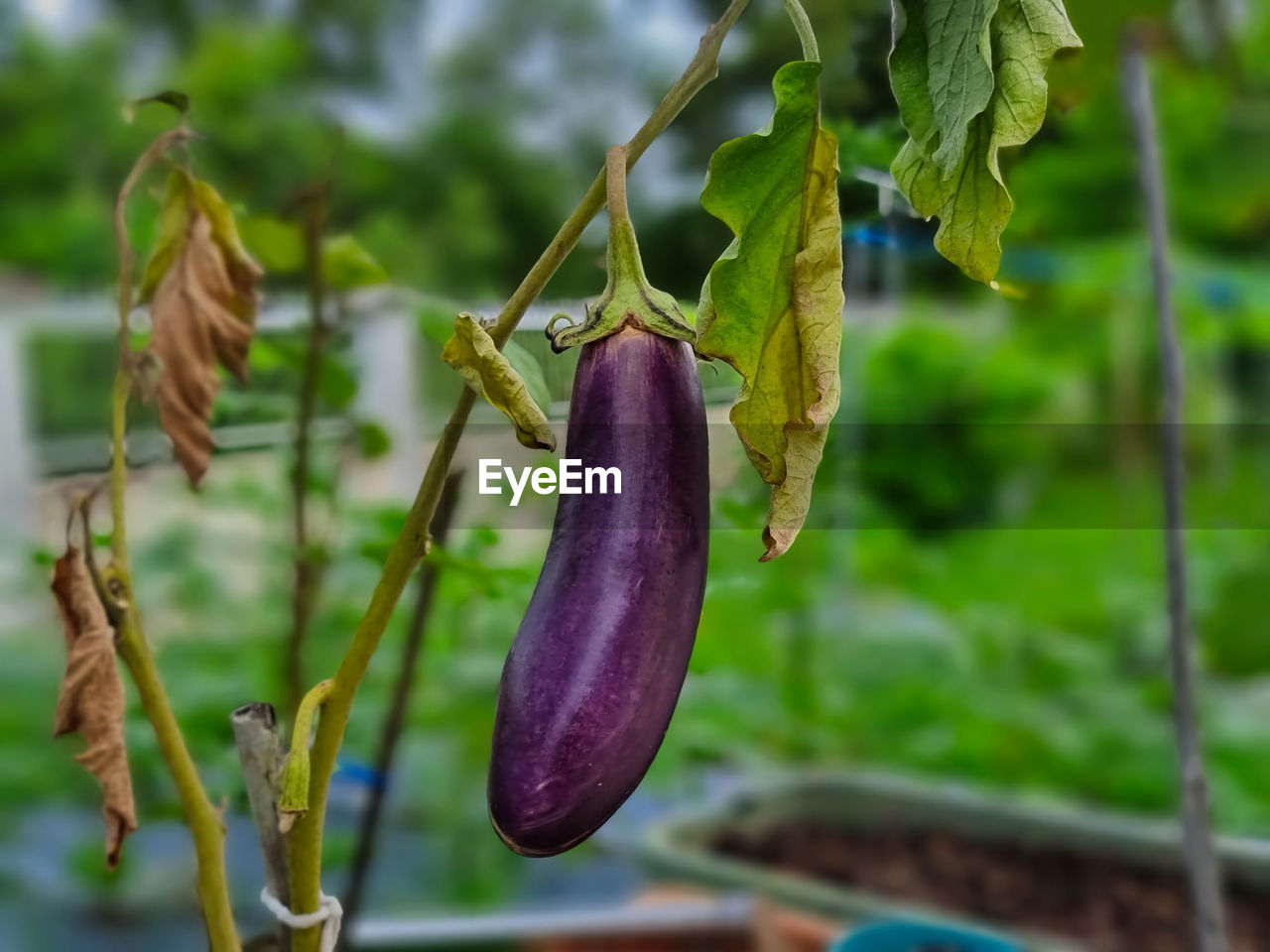 food, food and drink, plant, healthy eating, flower, growth, agriculture, nature, freshness, produce, hanging, no people, focus on foreground, green, vegetable, close-up, fruit, wellbeing, tree, day, outdoors, leaf, eggplant, plant part, crop, vegetable garden, organic