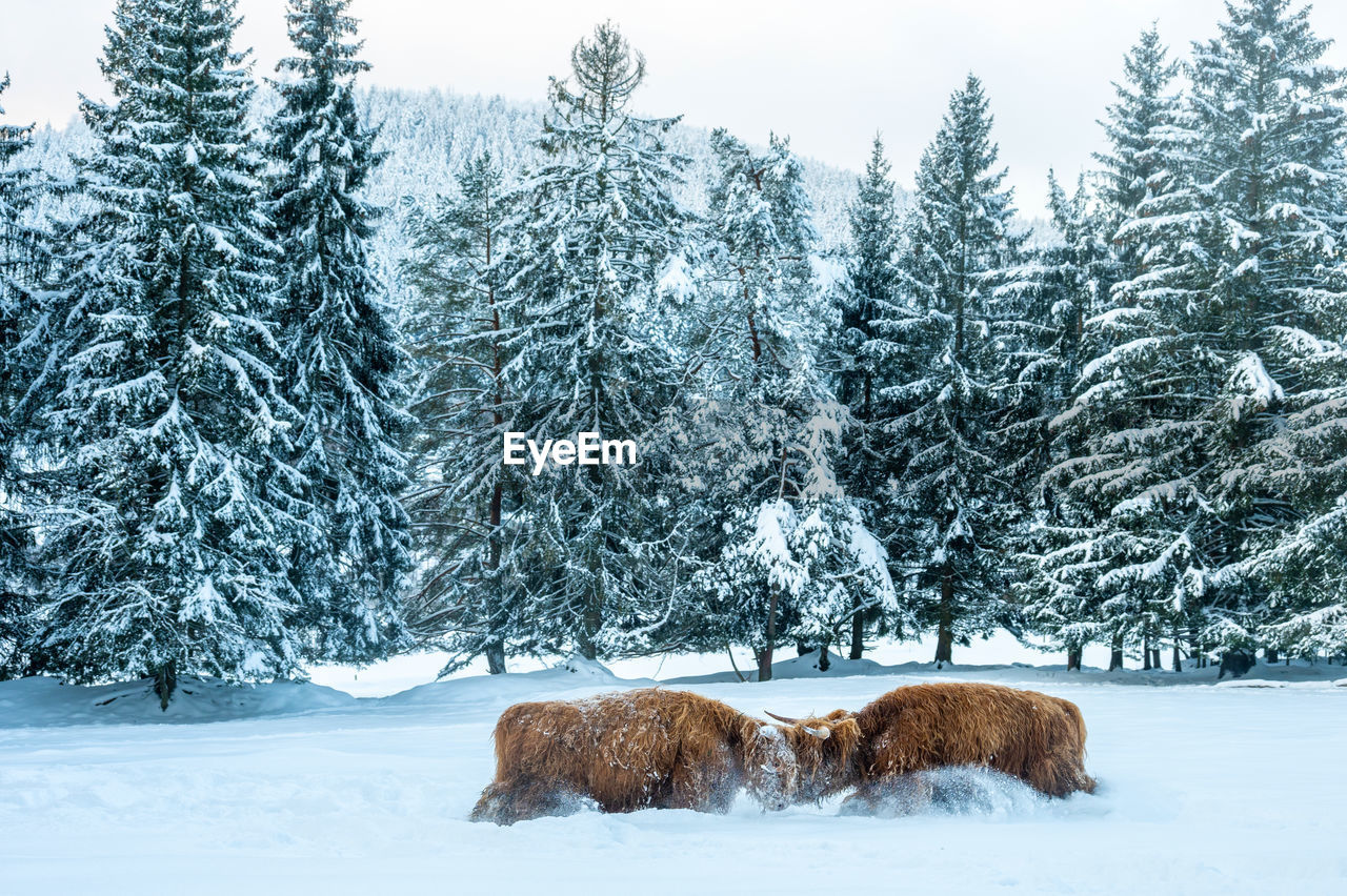  bulls fighting on snow covered landscape