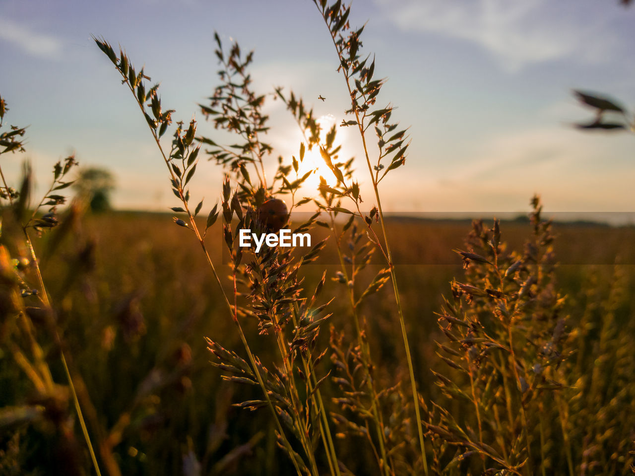 CLOSE-UP OF WHEAT ON FIELD AT SUNSET