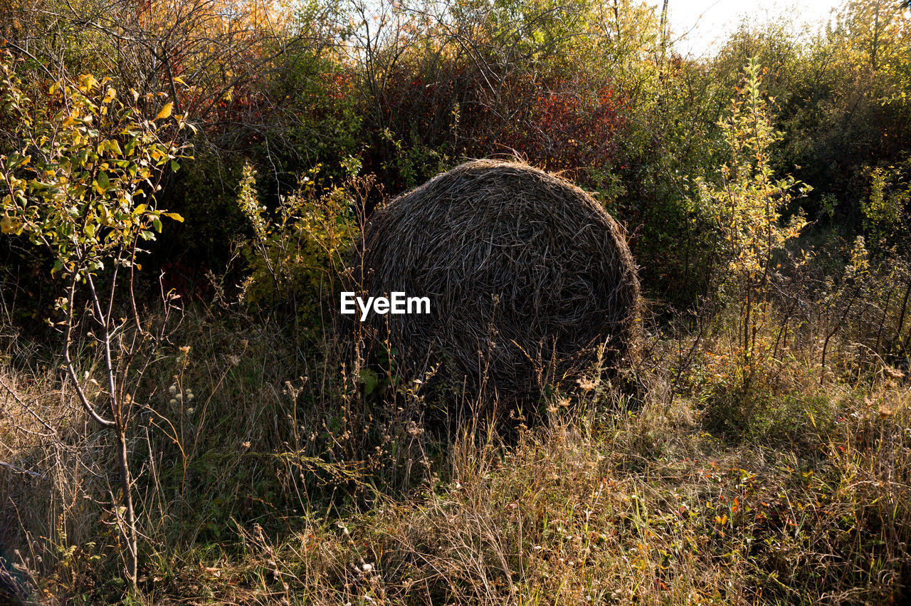 SCENIC VIEW OF FIELD