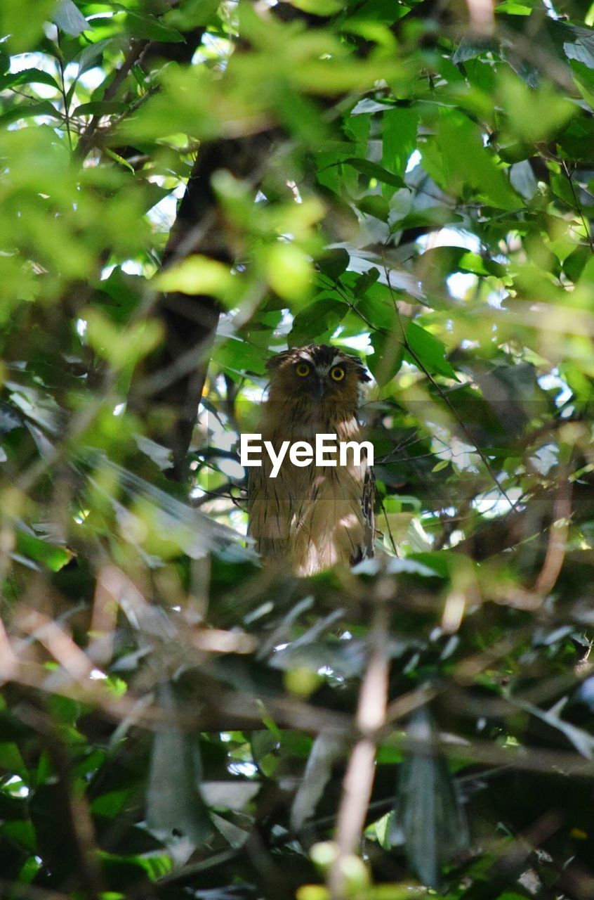 LOW ANGLE VIEW OF BIRD PERCHING ON BRANCH