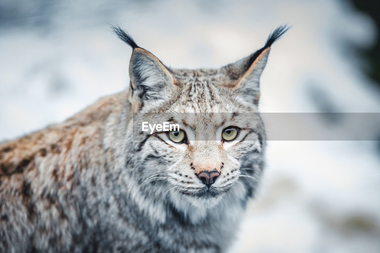 Close-up of lynx