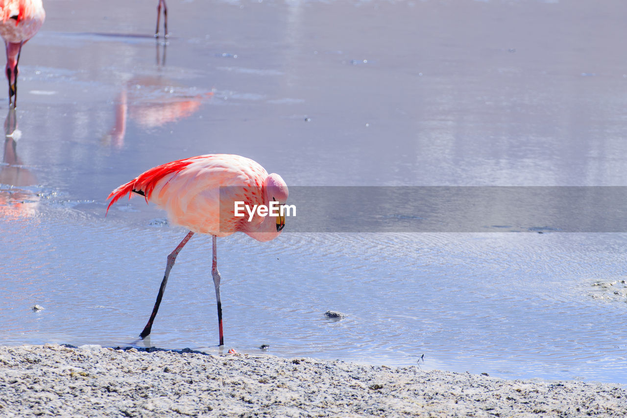 flamingo, animal themes, animal, animal wildlife, bird, water, wildlife, water bird, pink, nature, lake, no people, reflection, day, beach, beauty in nature, group of animals, standing, outdoors, full length, wading, beak, travel destinations