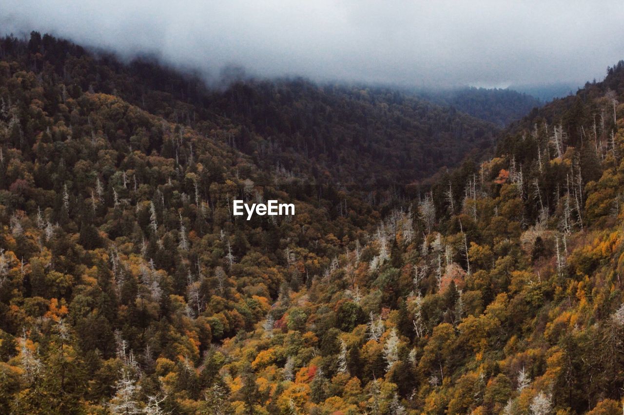 Scenic view of trees in forest against sky