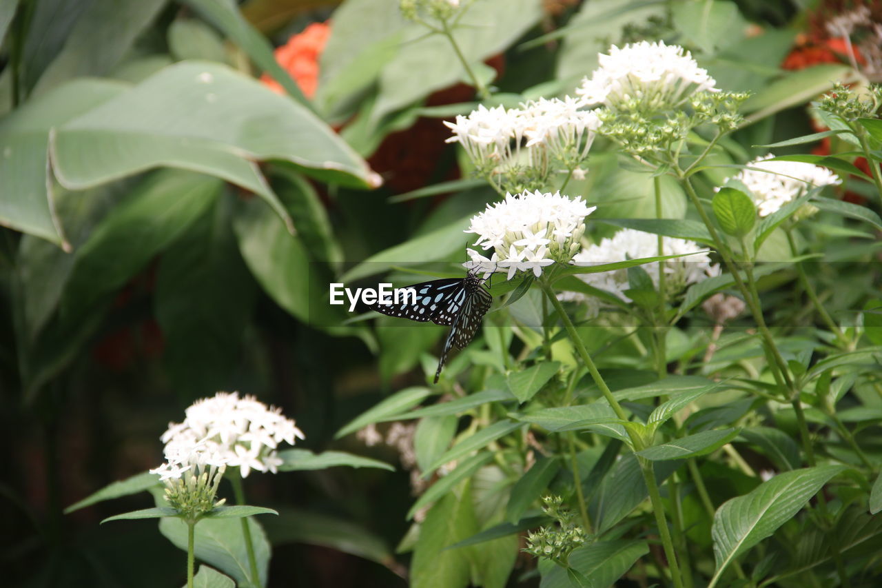 BUTTERFLY POLLINATING FLOWER