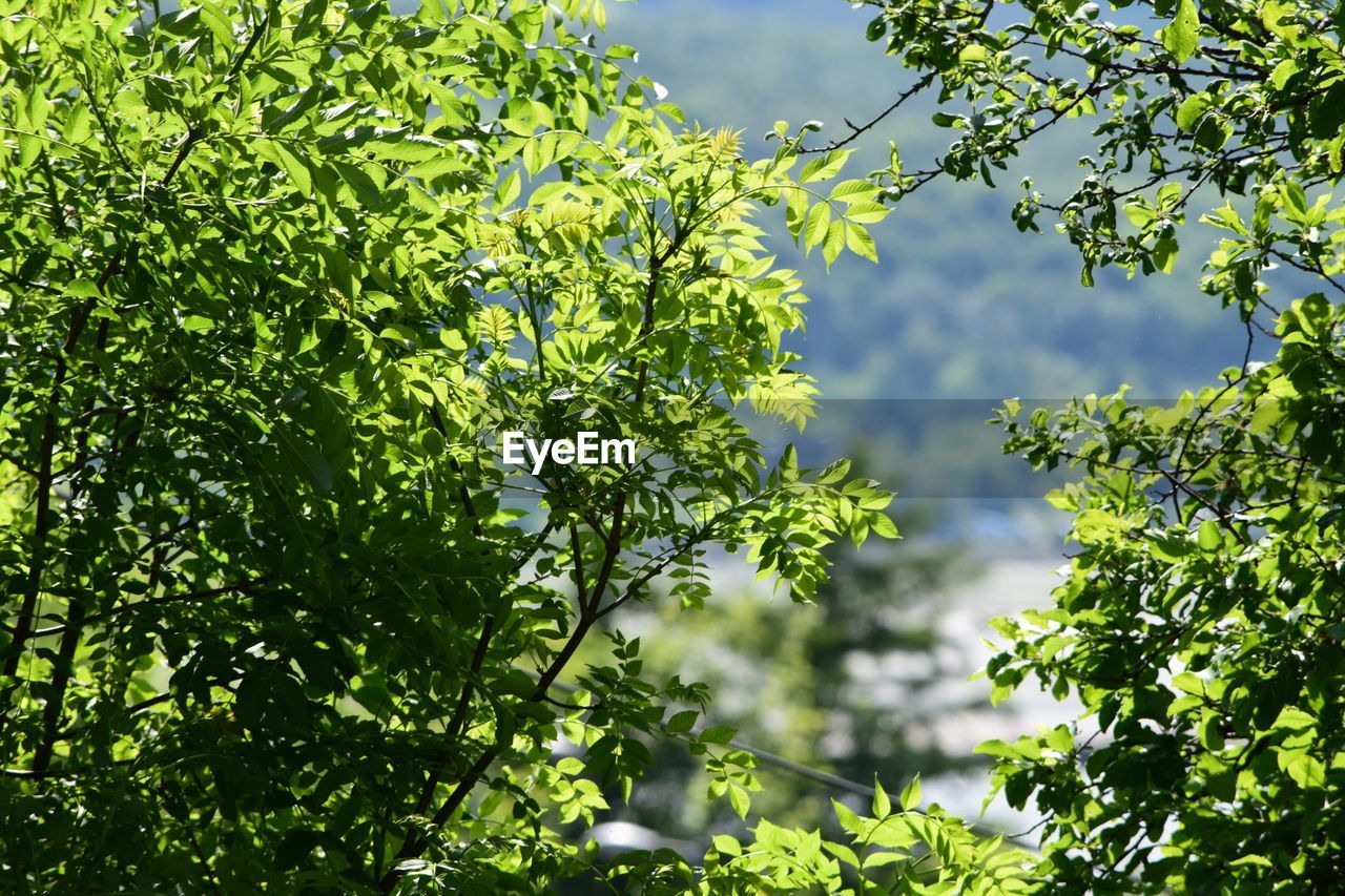 Low angle view of trees against sky