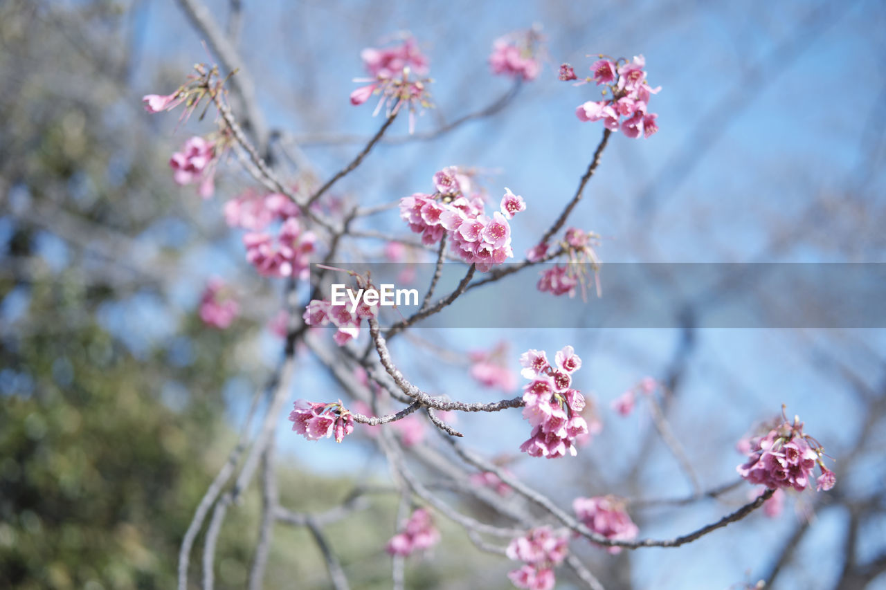 Close-up of pink cherry blossoms in spring