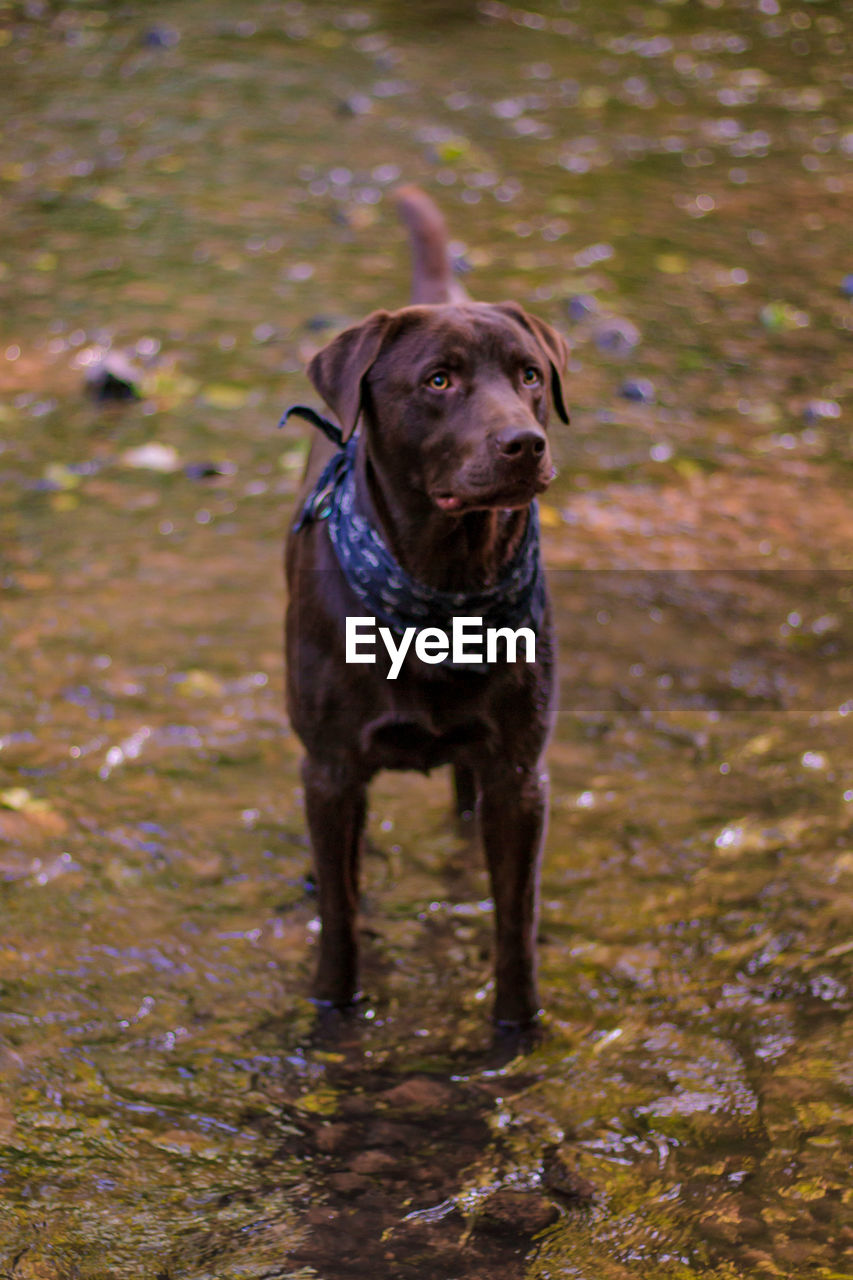 Dog standing on wet land