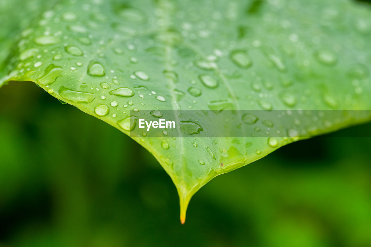 Water droplets on leaf after rain