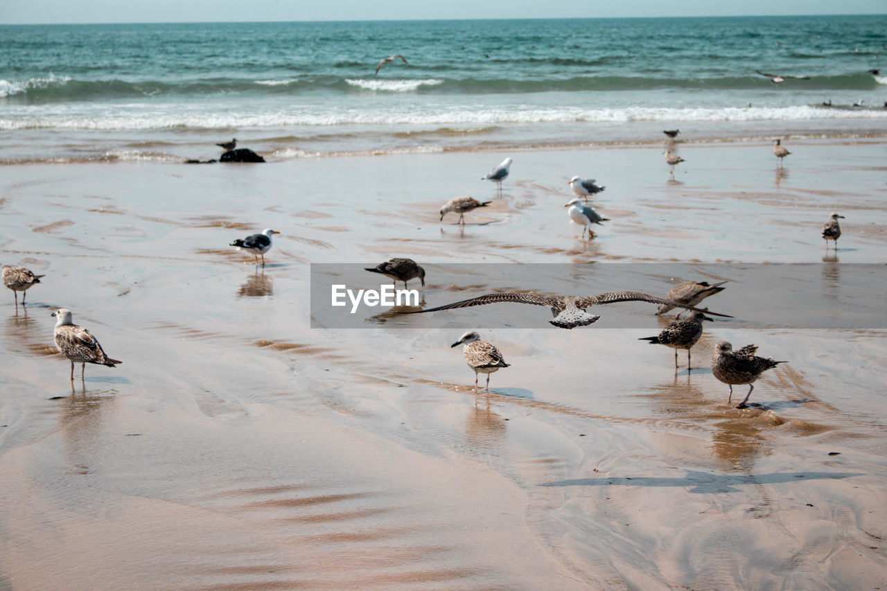 VIEW OF SEAGULLS ON BEACH