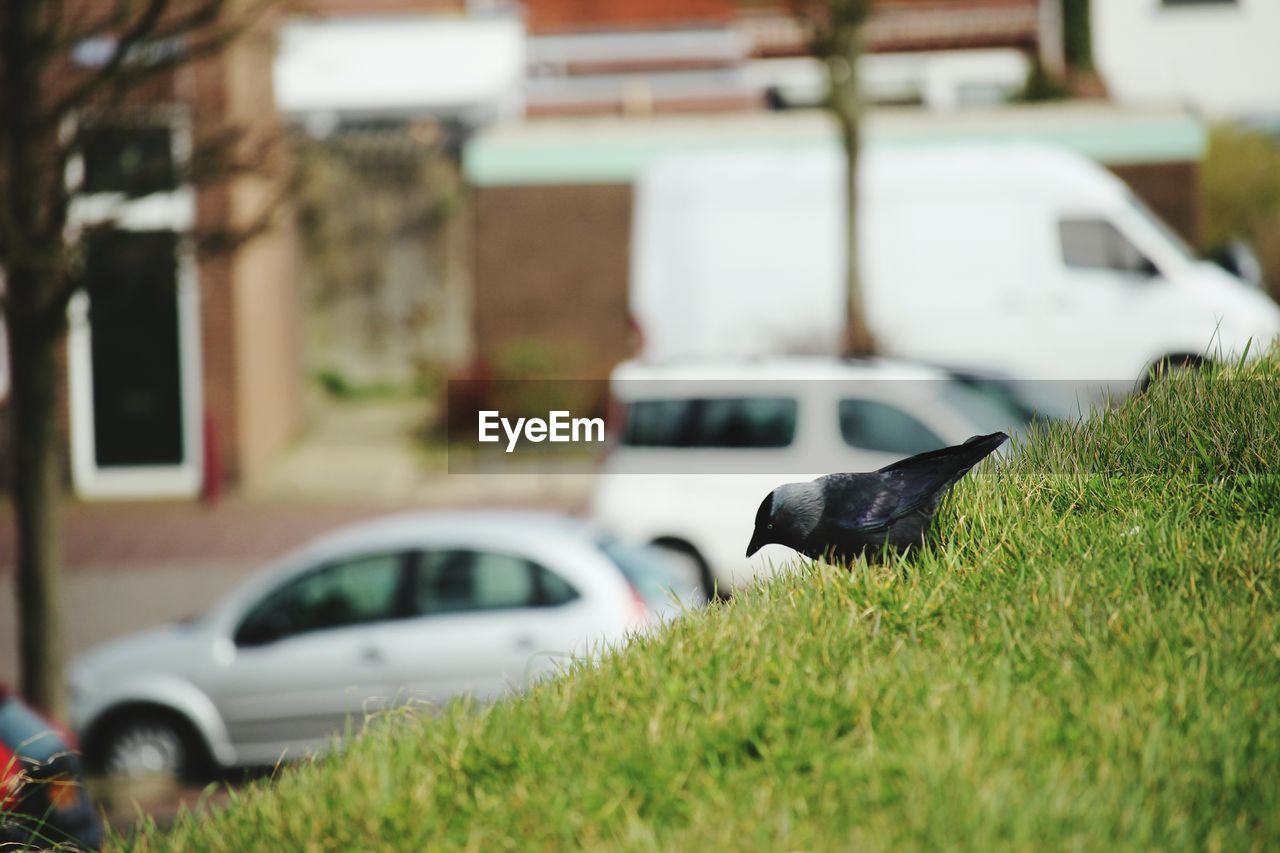 Bird perching on grass