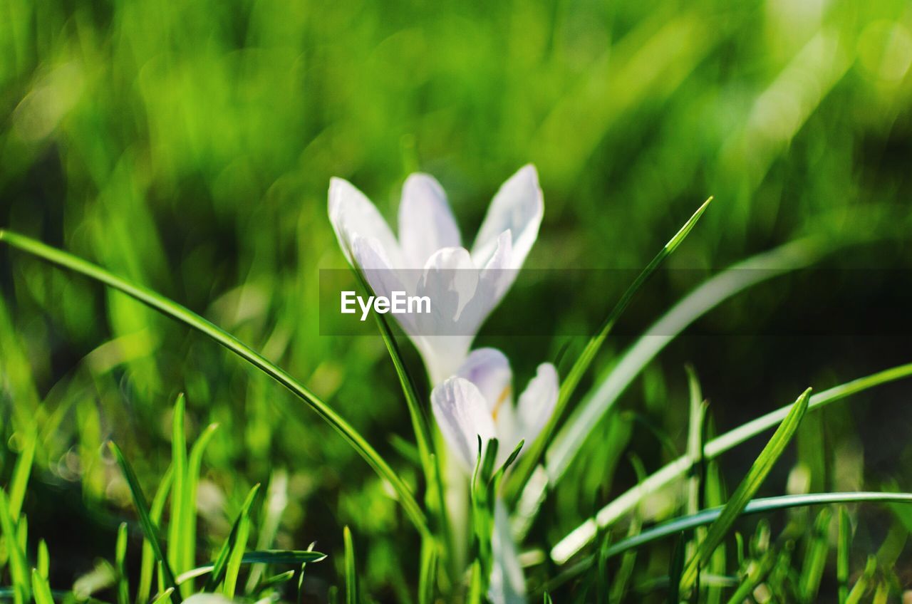 Close-up of white flowers blooming in field