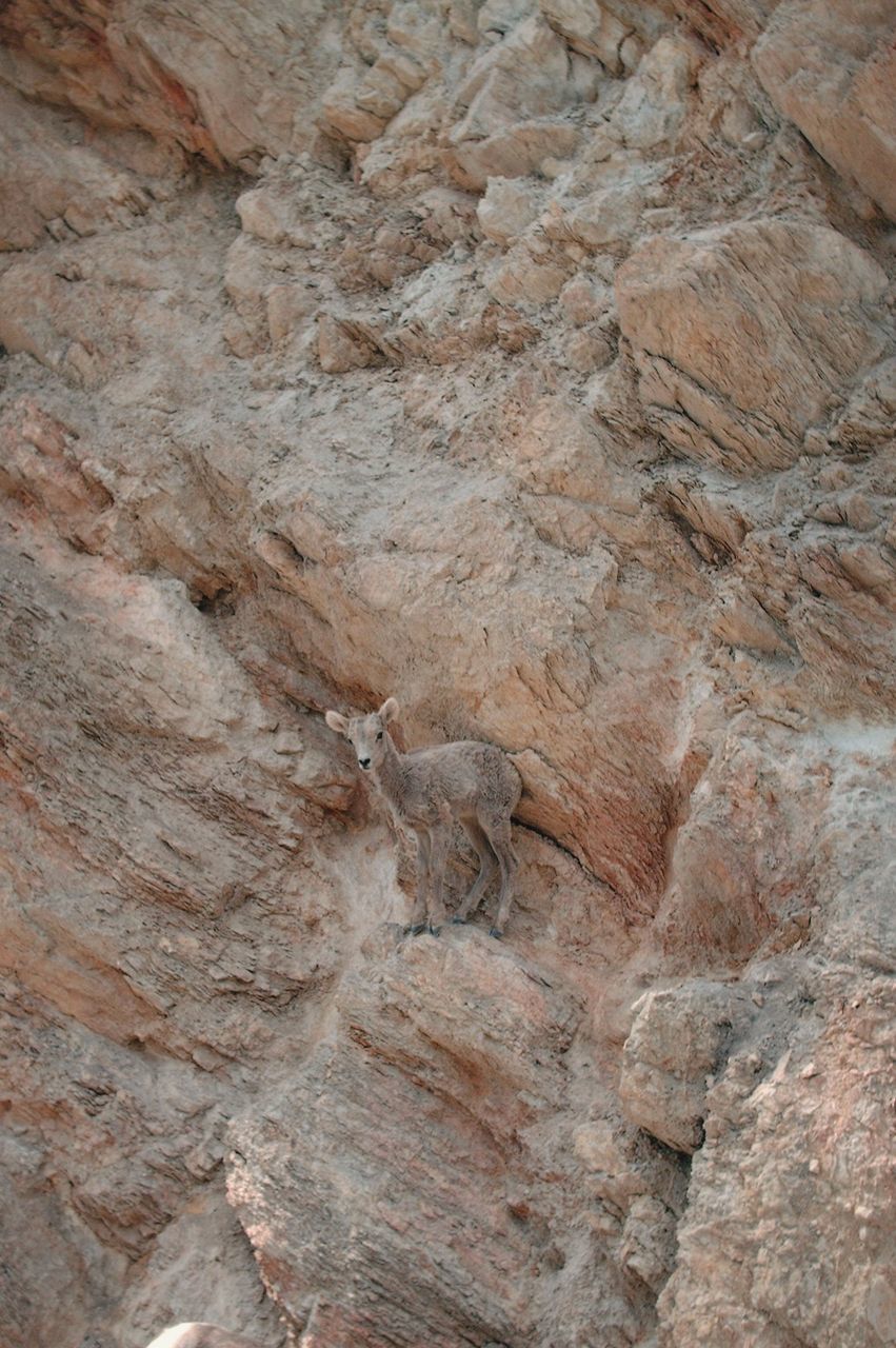 High angle view of kid on rocky mountains