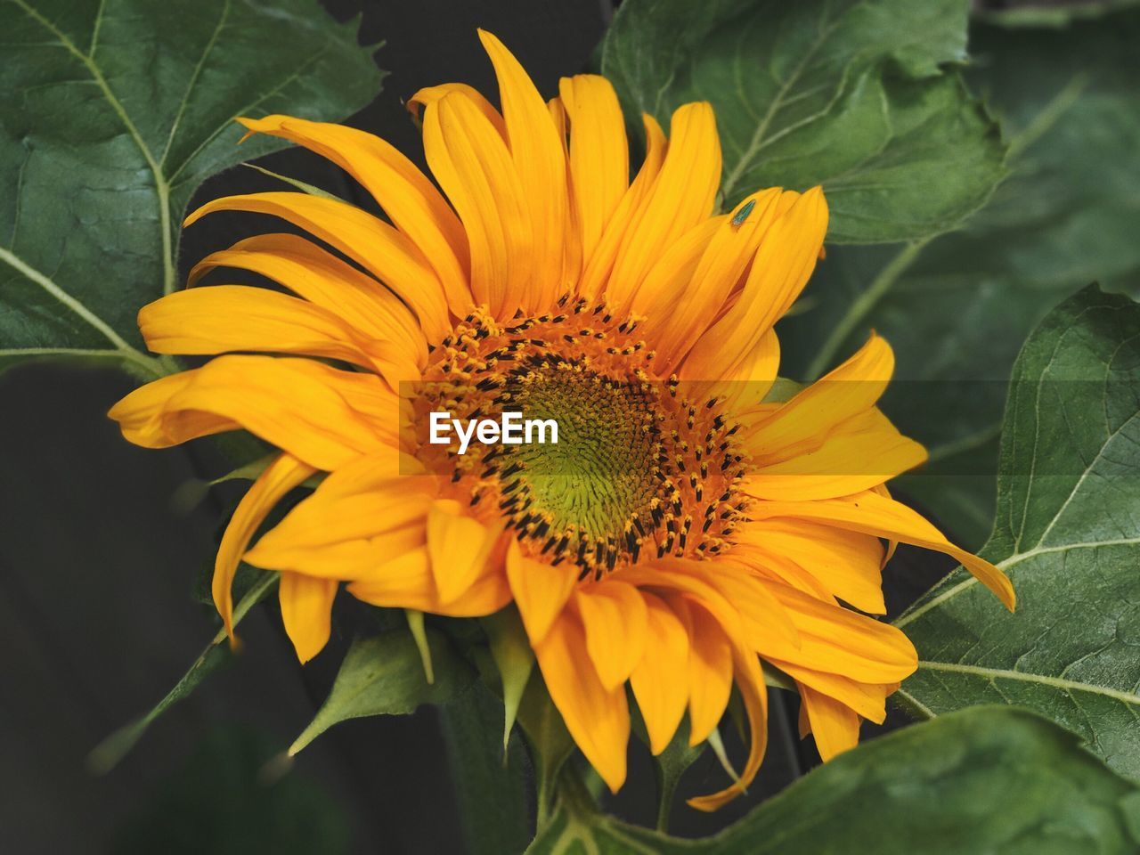 Close-up of sunflower