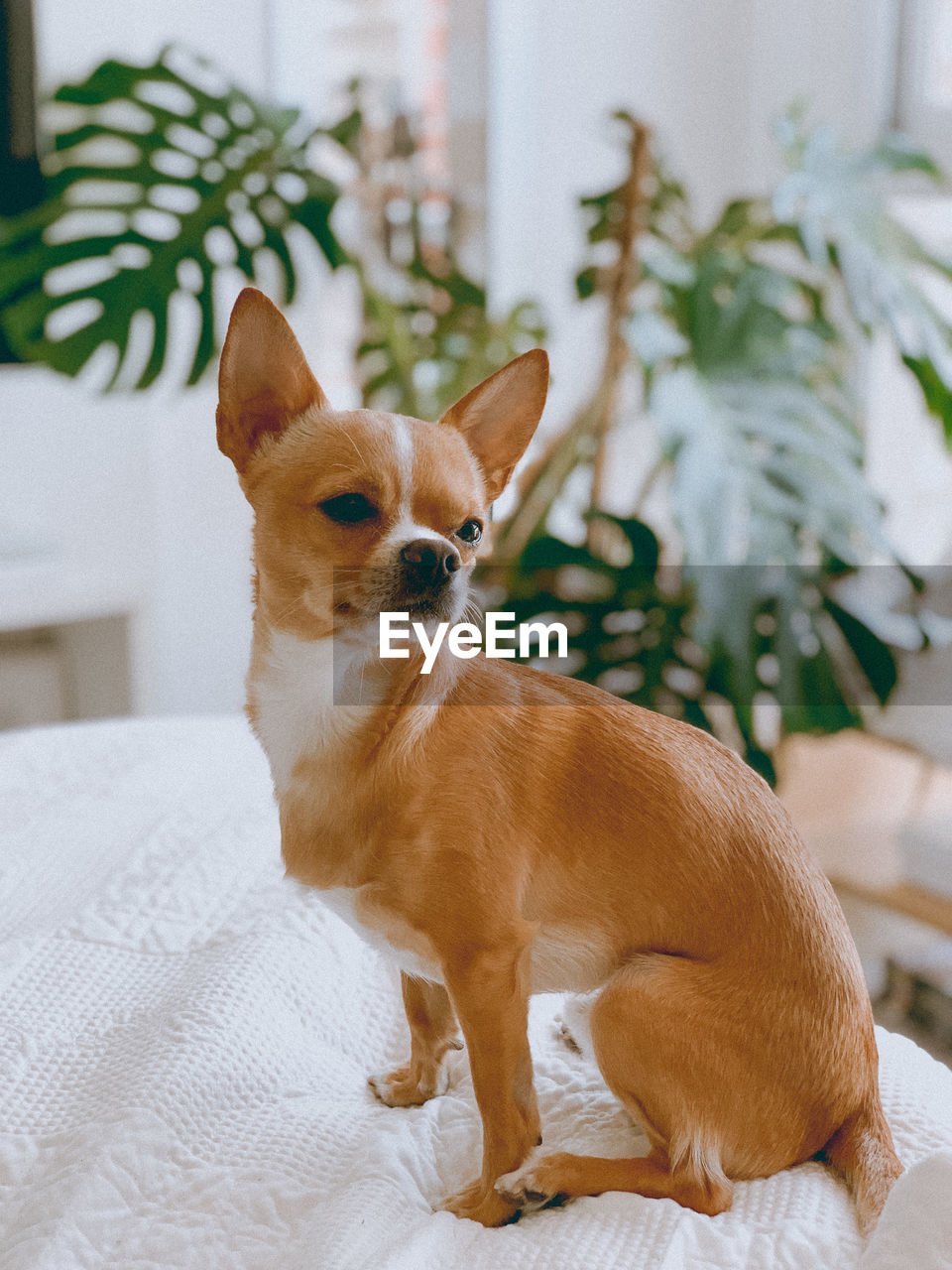 Dog lying on bed at home