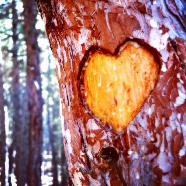 heart shape, tree, tree trunk, trunk, close-up, love, no people, autumn, positive emotion, nature, plant, leaf, day, focus on foreground, food, textured, outdoors, emotion, wood, forest, bark, plant bark, food and drink, brown