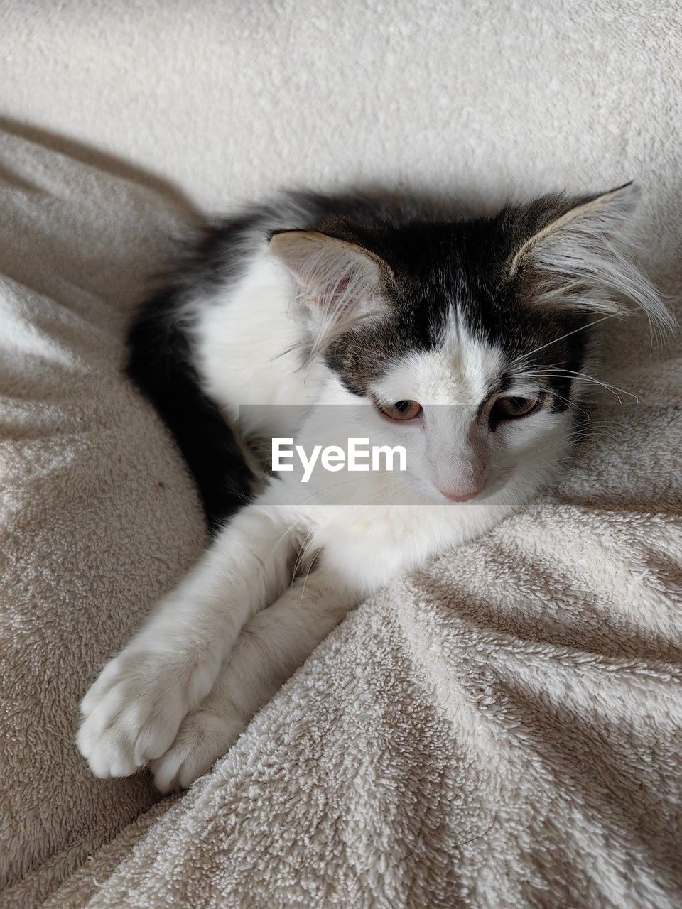 cat, pet, domestic animals, animal themes, animal, mammal, domestic cat, one animal, feline, whiskers, white, relaxation, kitten, indoors, furniture, small to medium-sized cats, felidae, portrait, no people, bed, looking at camera, close-up, lying down, sofa, resting, high angle view, animal body part, cute, home interior, skin, blanket, nose, carnivore, comfortable