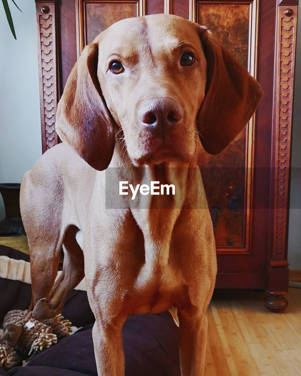 Portrait of magyar vizsla ooking at home