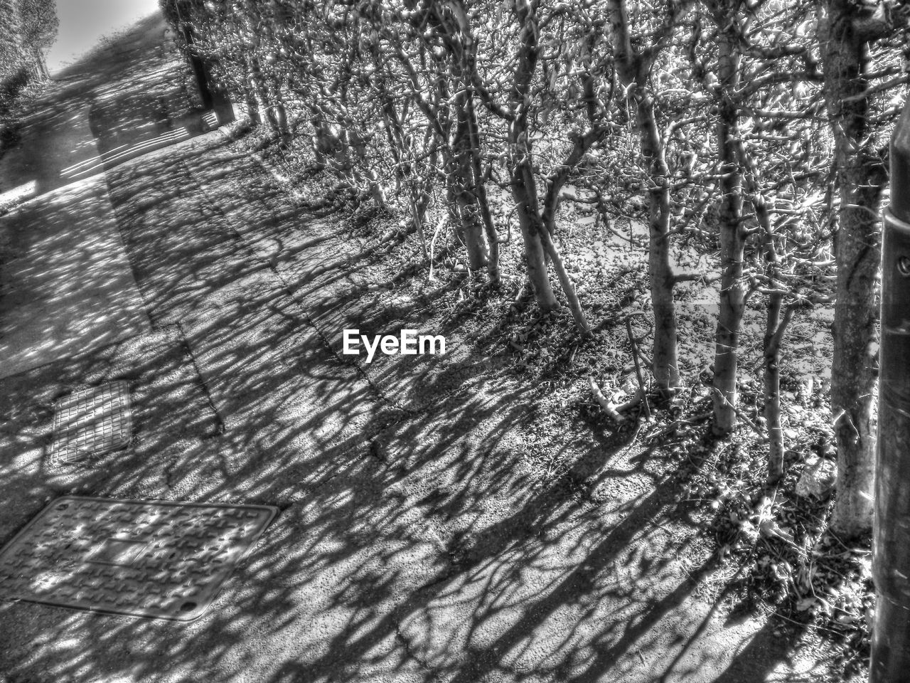 LOW ANGLE VIEW OF TREES AGAINST SKY