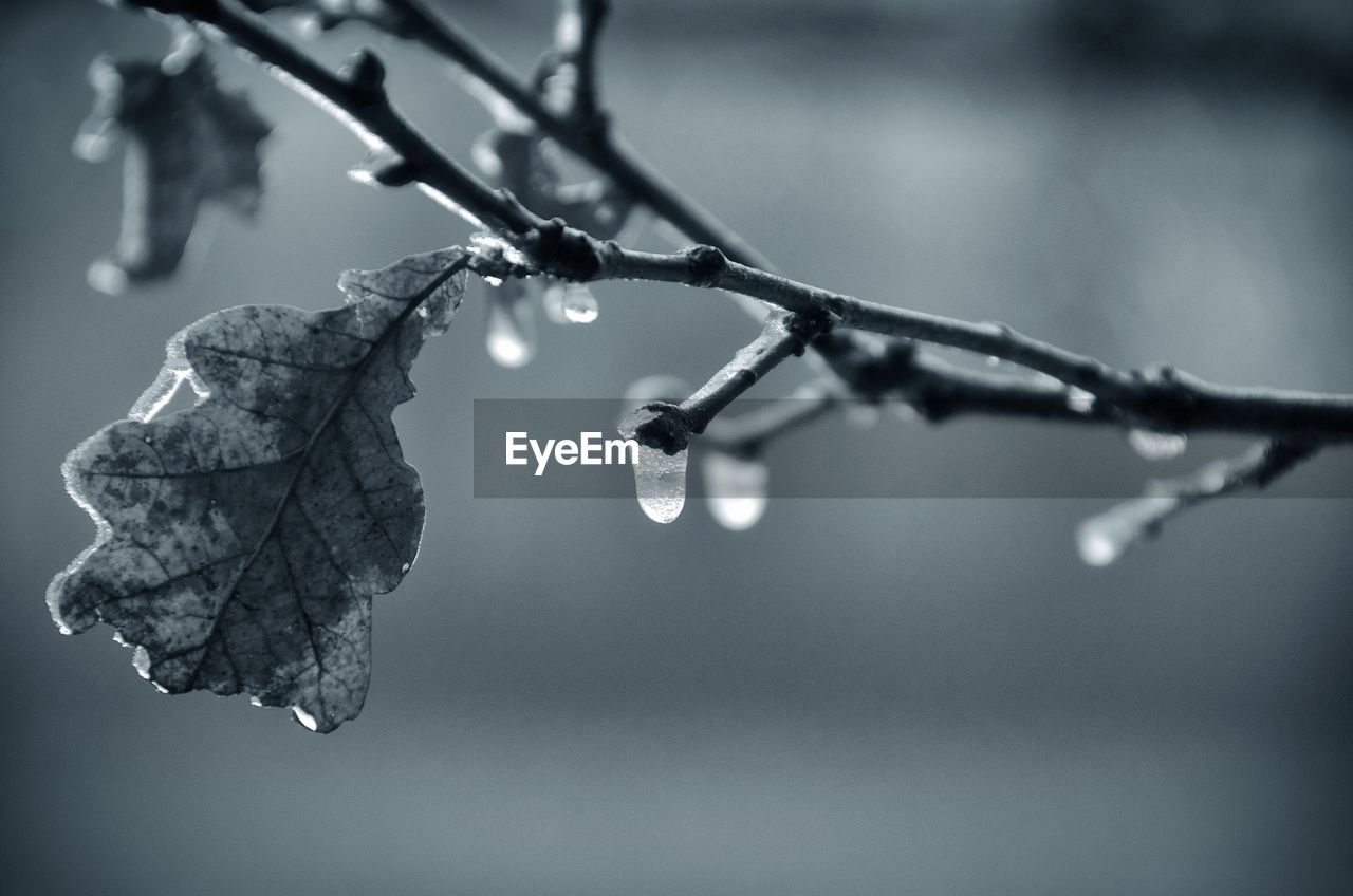 CLOSE-UP OF ICICLES ON BRANCH