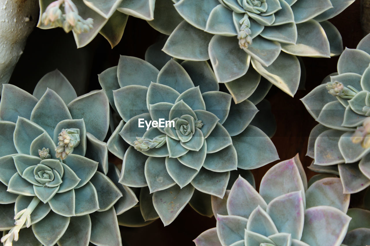 Echeveria succulent in a garden