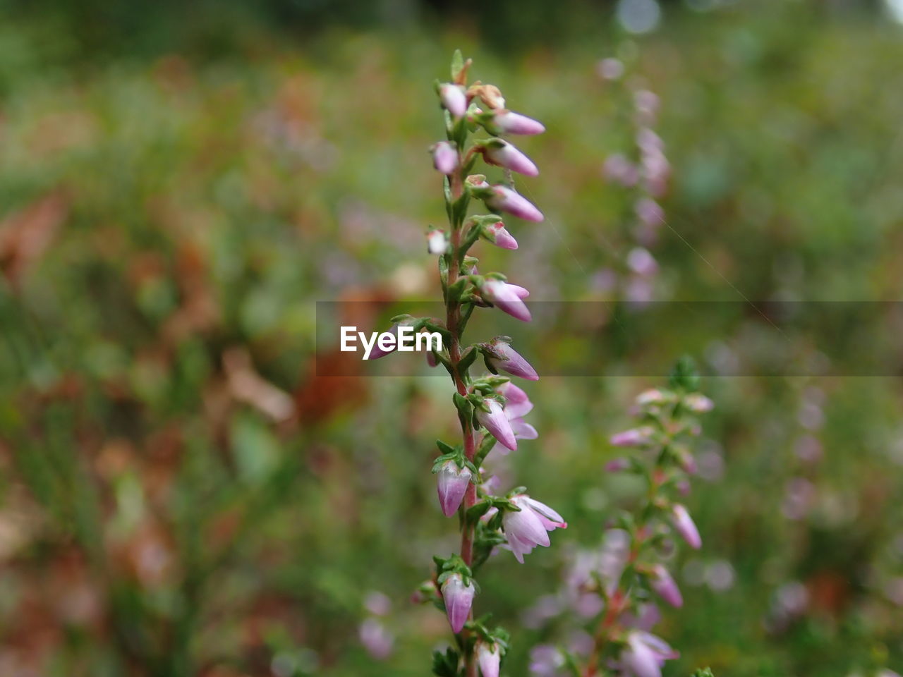 Close-up of purple flowering plant