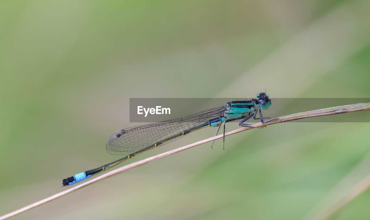 CLOSE-UP OF A DRAGONFLY ON LEAF