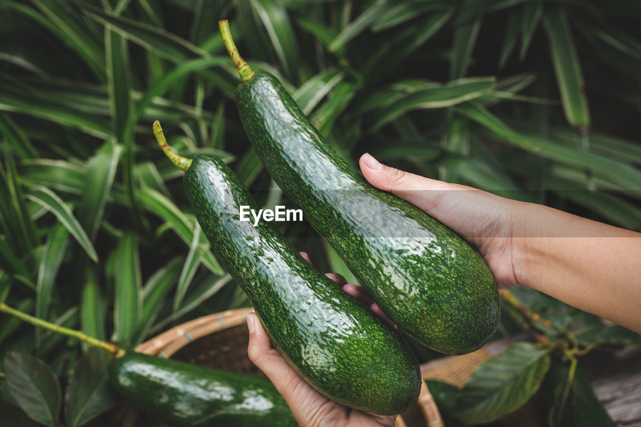 Cropped hand of woman holding vegetables