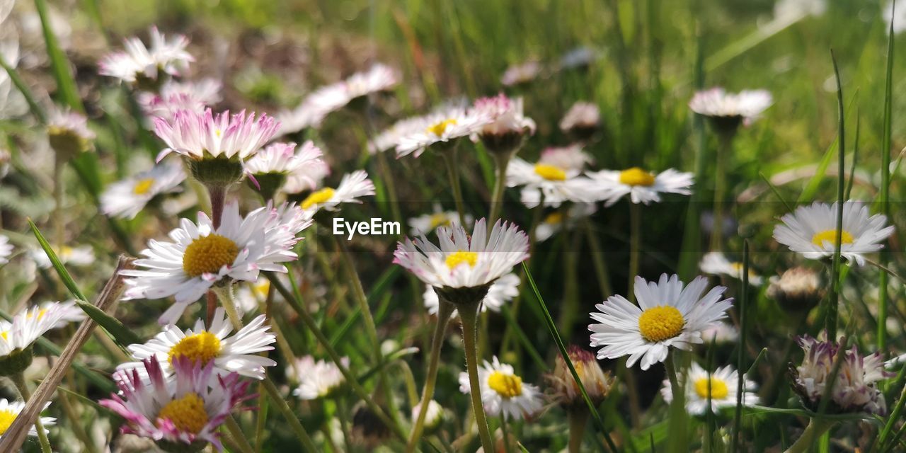 Close-up of white daisy flowers on field