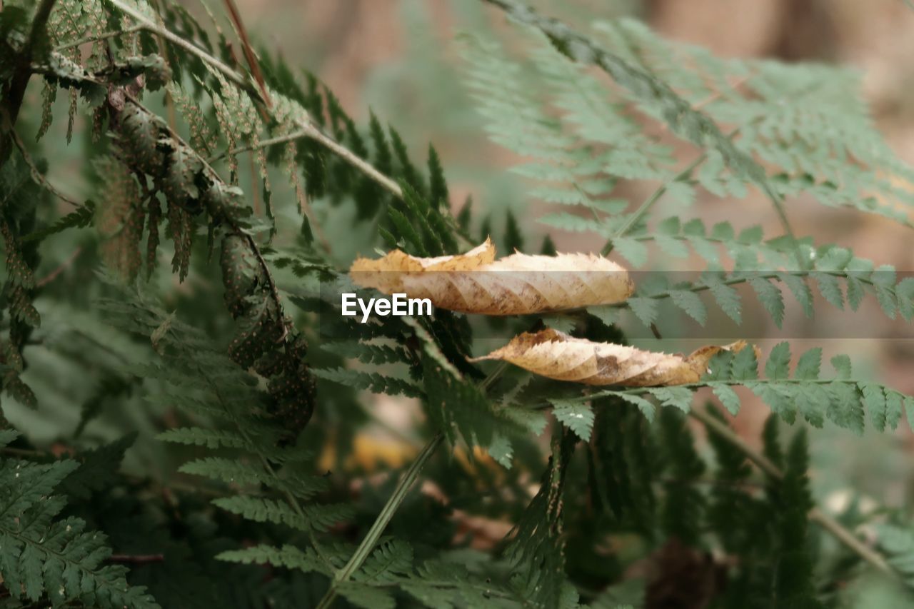 Autumn leaves on ferns