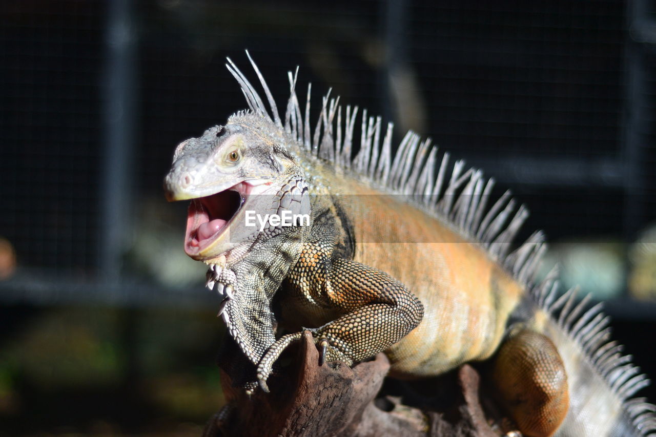 Close-up of iguana