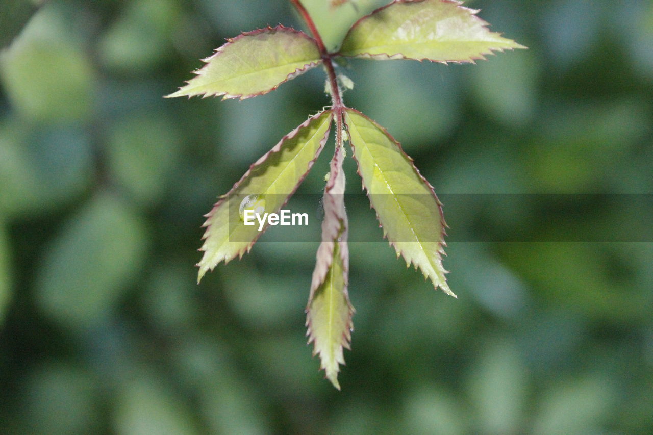 Close-up of leaves on tree