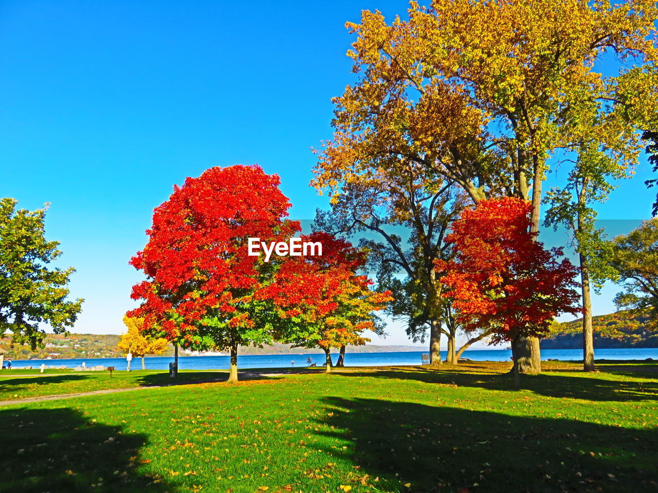 Autumn trees against clear blue sky