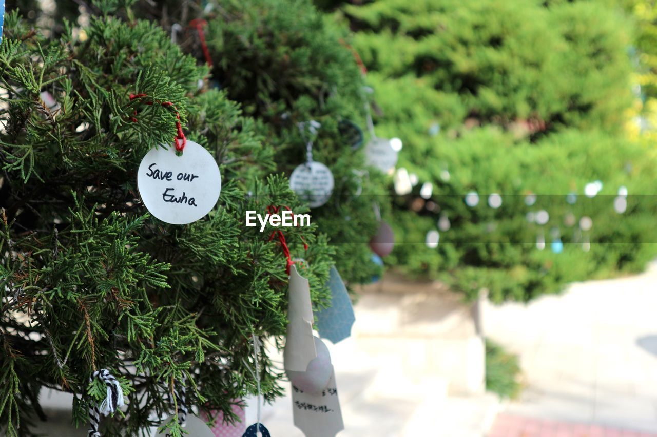 CLOSE-UP OF POTTED PLANT WITH TEXT ON TREE