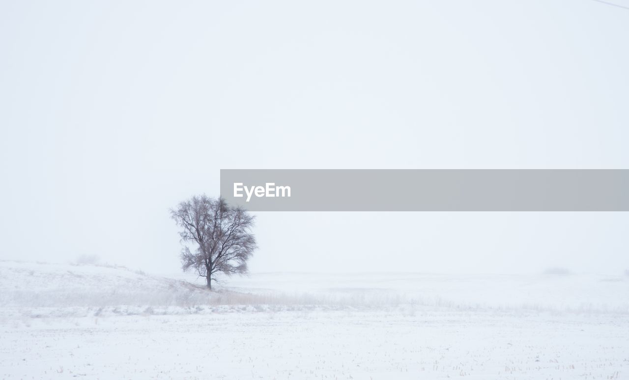 BARE TREE ON SNOW COVERED LANDSCAPE