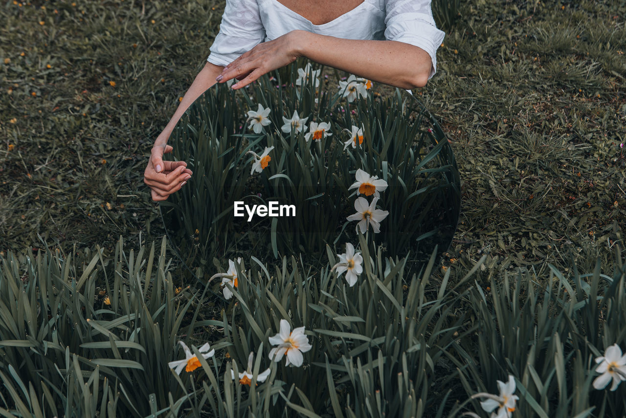 Midsection of person holding flowering plants on field