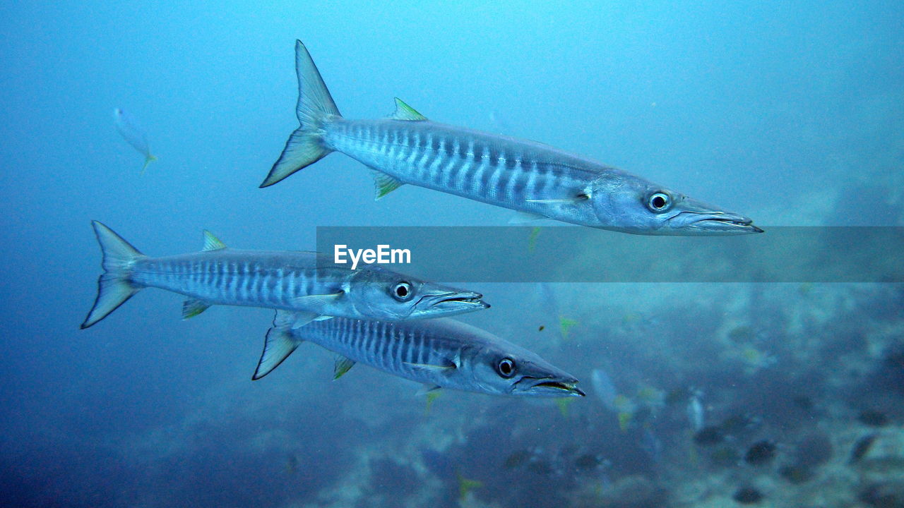 Barracudas swimming in sea