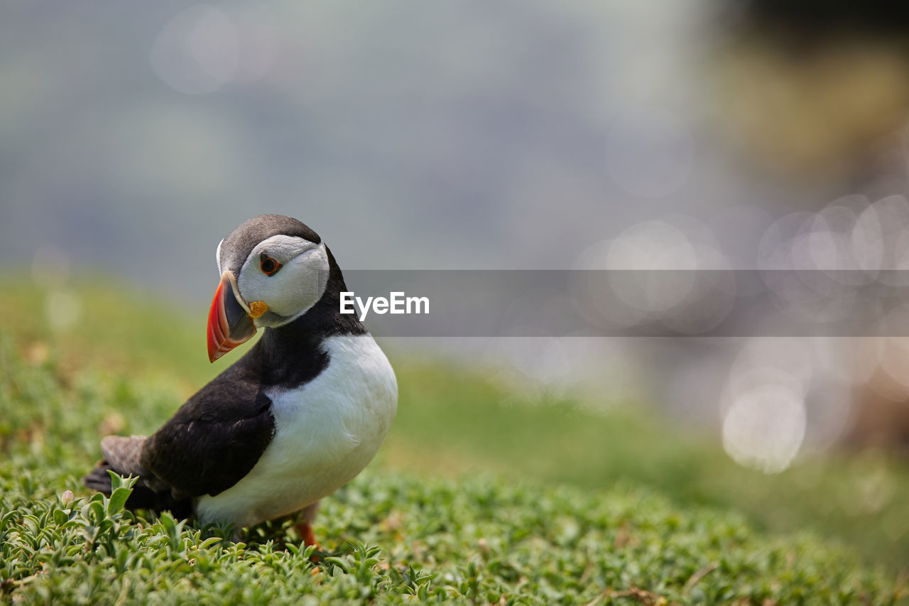 Close-up of bird