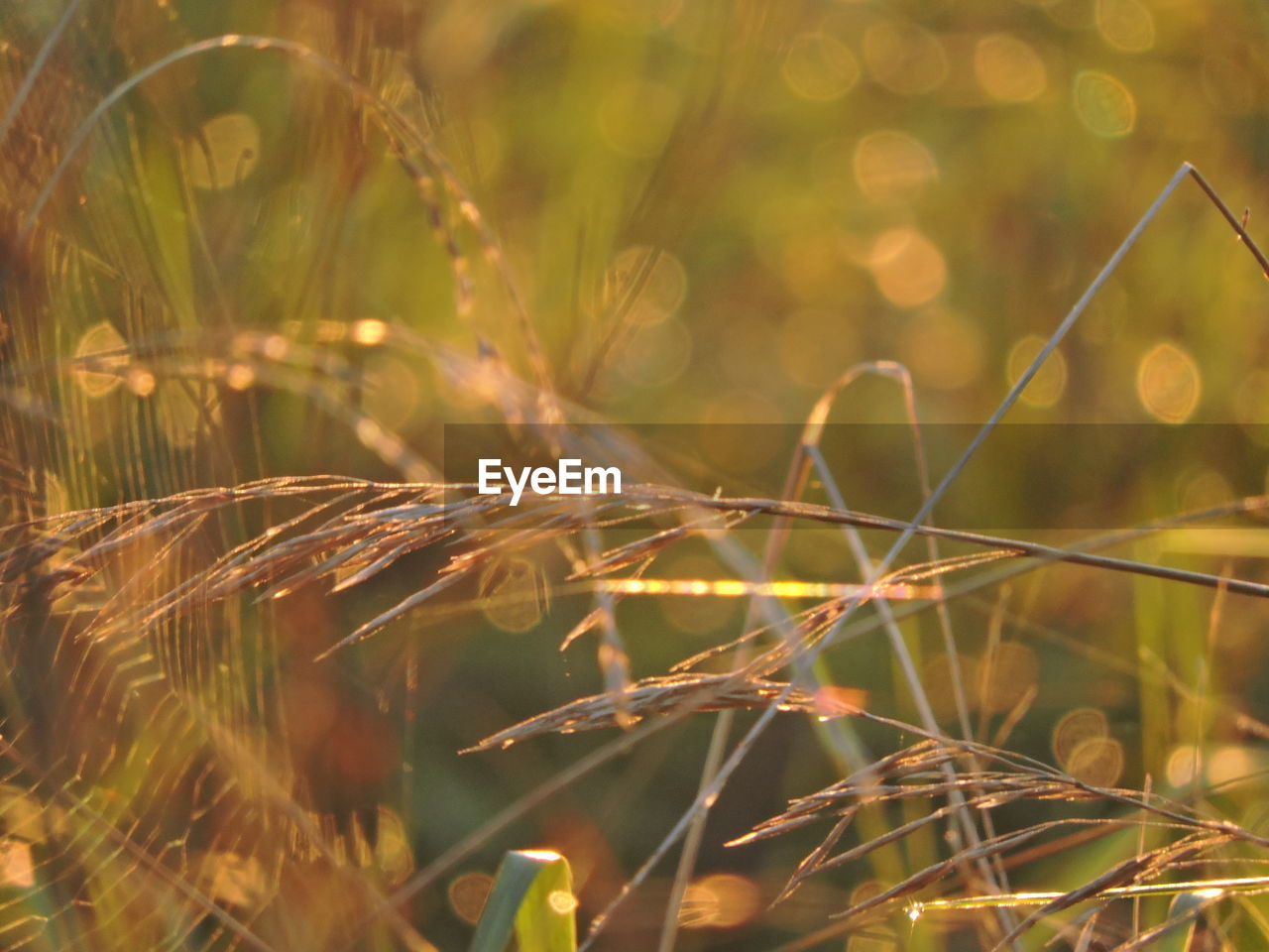 Close-up of crops growing on field