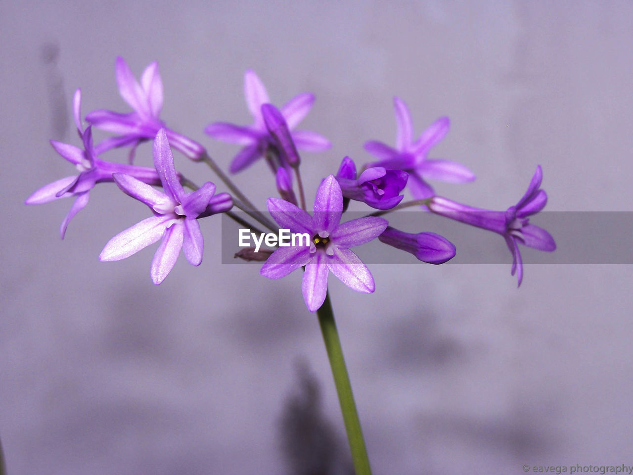 Close-up of purple flowering plant