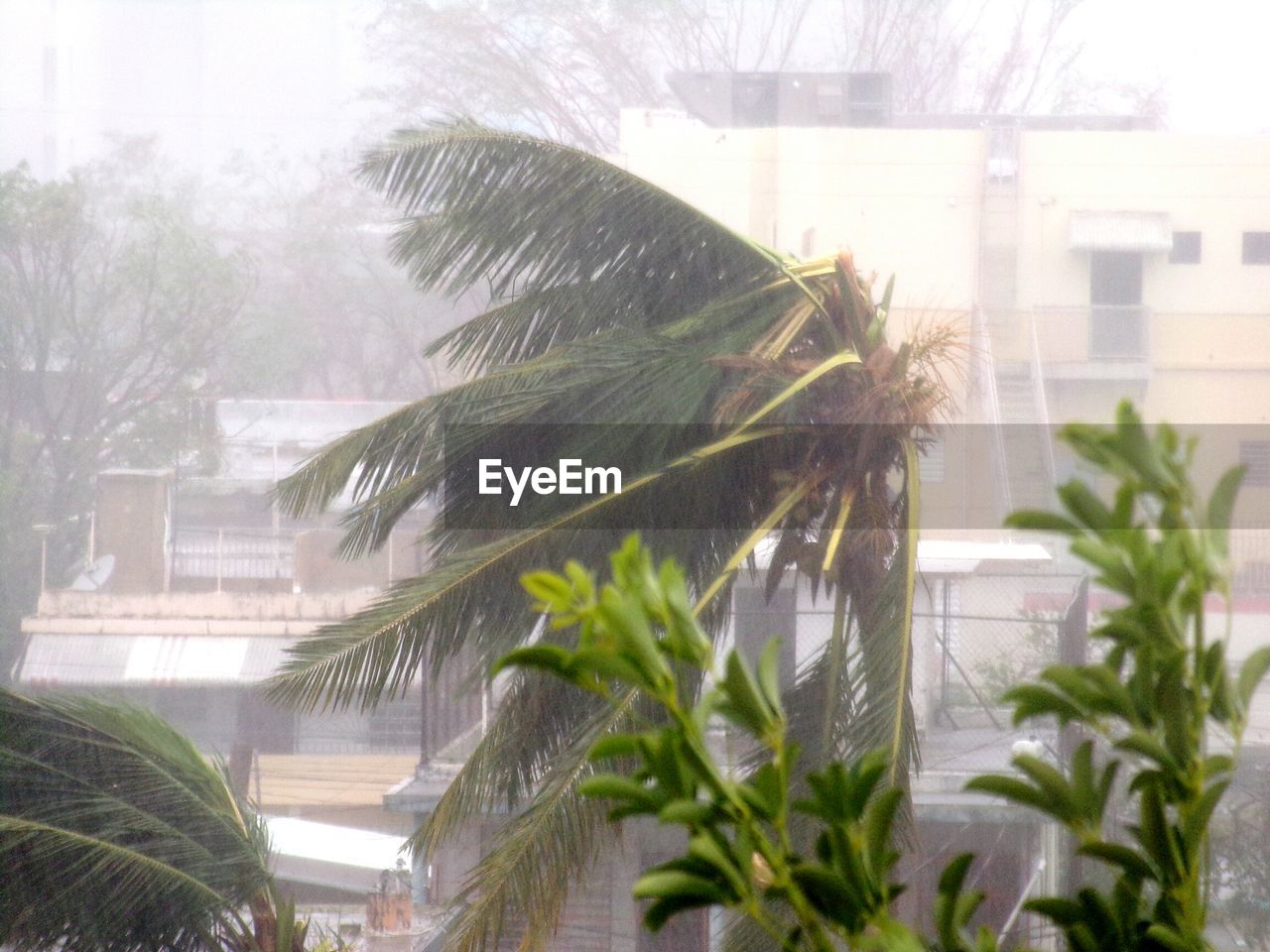 PALM TREES AGAINST BUILDING